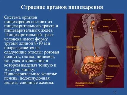 Наука о строении системы органов