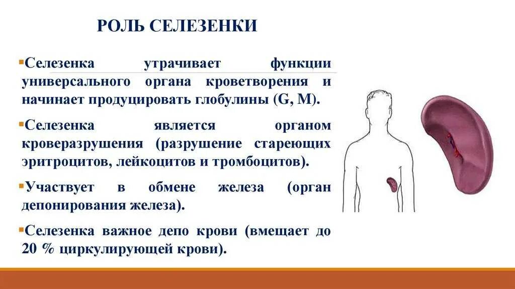 Какую функцию выполняет селезенка в организме. За что отвечает селезёнка в человеческом организме. селезенка функции в организме где находится. функции селезёнки у человека. функция селезенки в организме человека кратко и понятно.