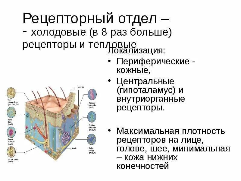 Холодовые рецепторы. Кожные рецепторы. Холодовые и тепловые рецепторы кожи. Кожные рецепторы холодовые. Какова функция холодовых рецепторов кожи