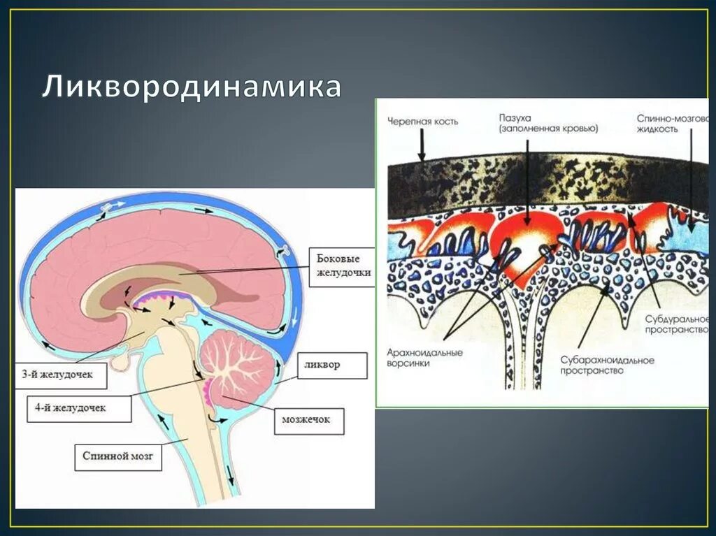 Расширенные ликворные пространства. Желудочки мозга ликвородинамика. Ликвор и ликвородинамическая система. Ликворная система спинного мозга; циркуляция ликвора;. Ликвородинамика головного мозга анатомия.