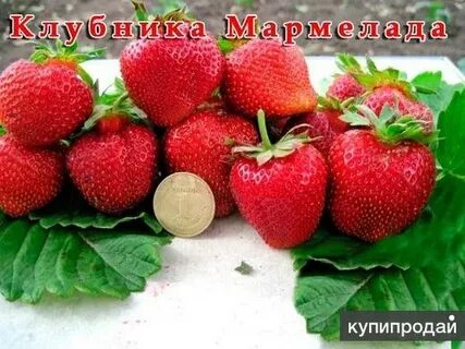 Мармелада описание сорта