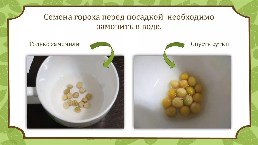 Проращивать ли перед посадкой. Семена гороха прорастание. Посадка семян гороха. Замоченные семена гороха. Подготовка семян гороха к посеву.