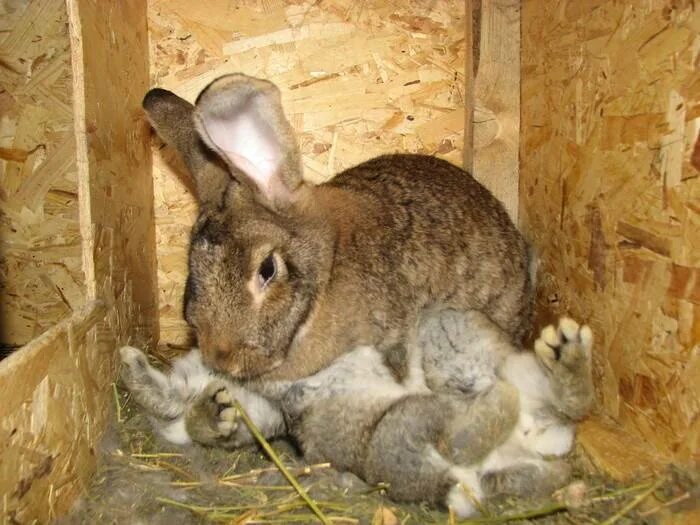 Сколько беременность у кроликов. Сукрольность крольчихи. Кролик великан.