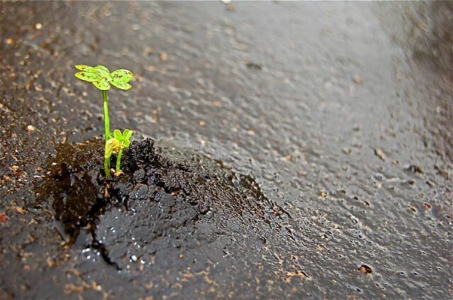 There will be a way. Where there is a will there is a way. Where there's a will there's a way. Where there is a will there is a way русский эквивалент. "Where there is a will there's a way" пепевод.