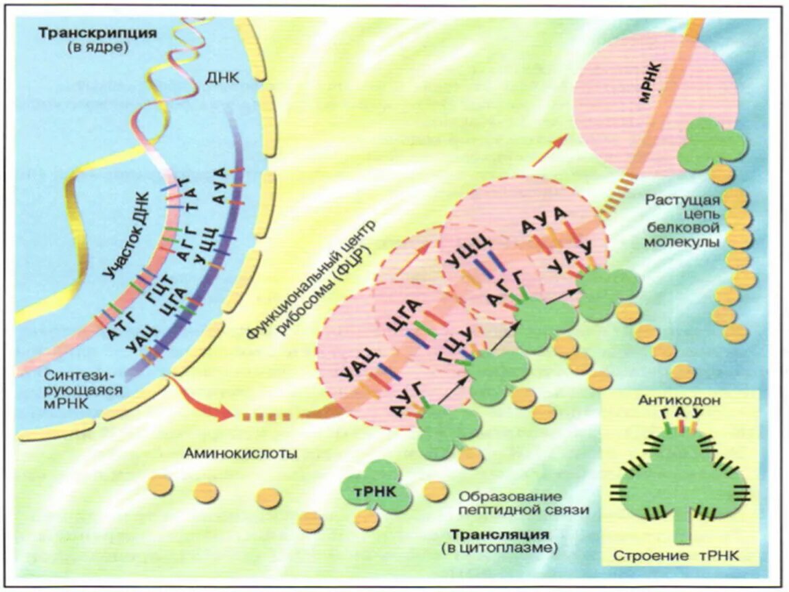 Образование пептидной связи трансляция. Транскрипция биология где происходит. Транскрипция биология.