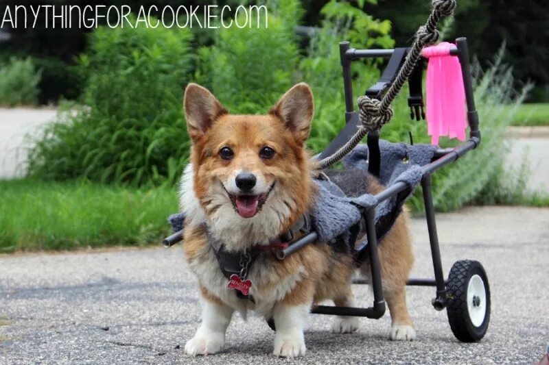 Коляска для собак на задние лапы. Инвалидная коляска для корги. Коляска для собак. Коляска для собак инвалидов. Инвалидные коляски для собак для задних конечностей.