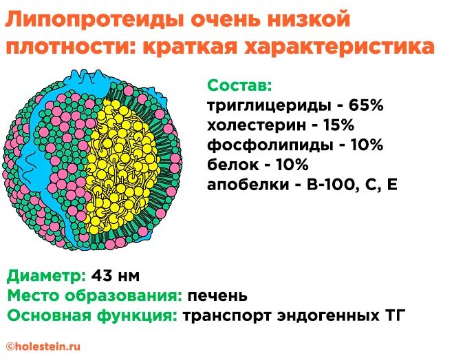 Не лпвп. ЛПОНП функции биохимия. ЛПНП схема строения. Схема строения ЛПОНП. Липопротеиды строение и функции.