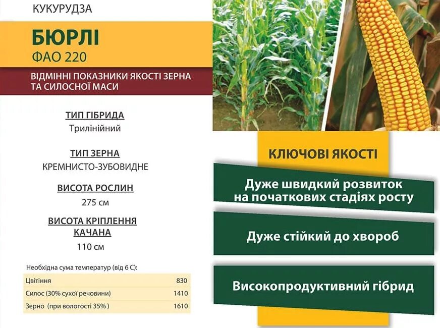 Урожайность кукурузы на зерно с 1 га. Урожайность кукурузы с 1 га. Урожайность силоса кукурузного. Кукуруза на силос урожайность. Какая урожайность кукурузы