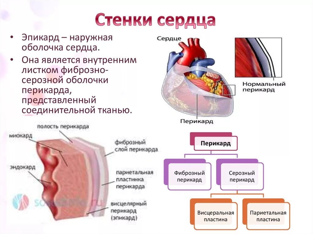 Фиброзная оболочка строение и функции. Строение сердца перикард миокард. Эндокард миокард перикард схема. Строение стенки сердца миокард. Перикард миокард эндокард строение стенки.