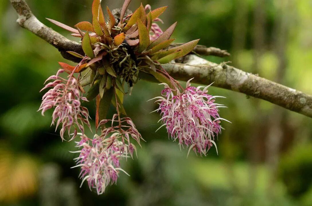 Эпифит и дерево тип. Эпифиты тропики. Растения Эпифиты. Hamamelis japonica. Орхидея эпифит.