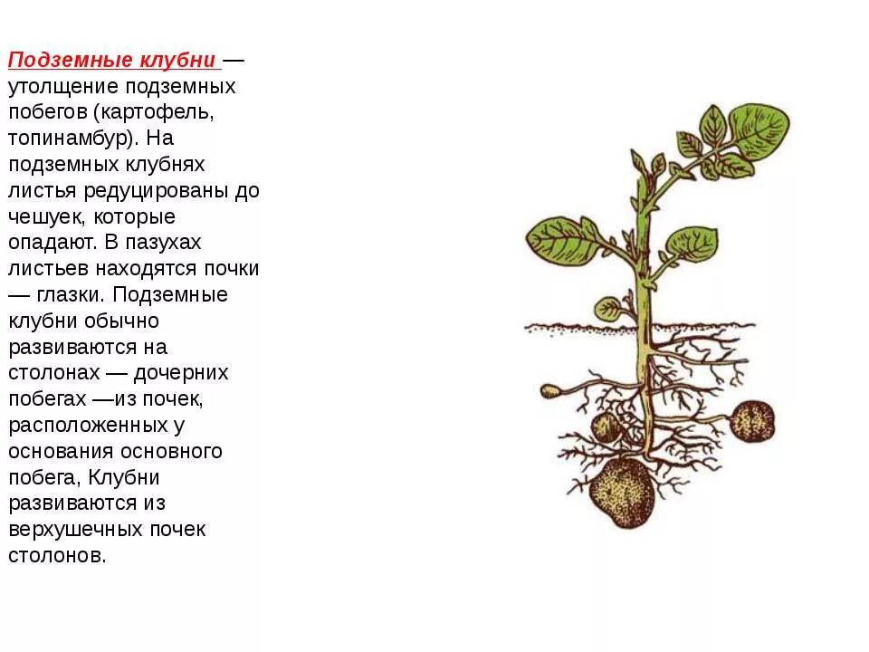 Подземные клубни. Клубни развиваются. Клубень видоизмененный побег строение. Клубни развиваются. Клубни развиваются.