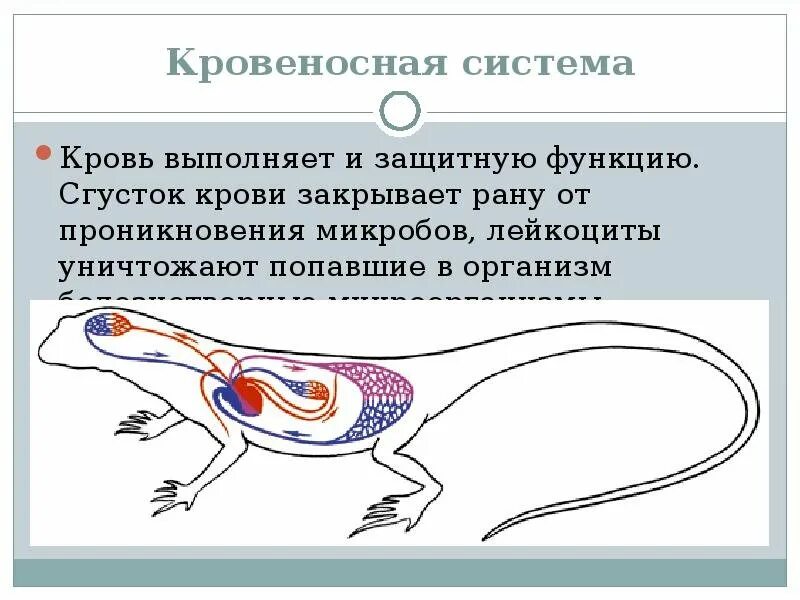 Кровеносная система у разных животных. Кровеносная система жи. кровеносная система животных. органы кровеносной системы животных. кровеносная система животных схема.