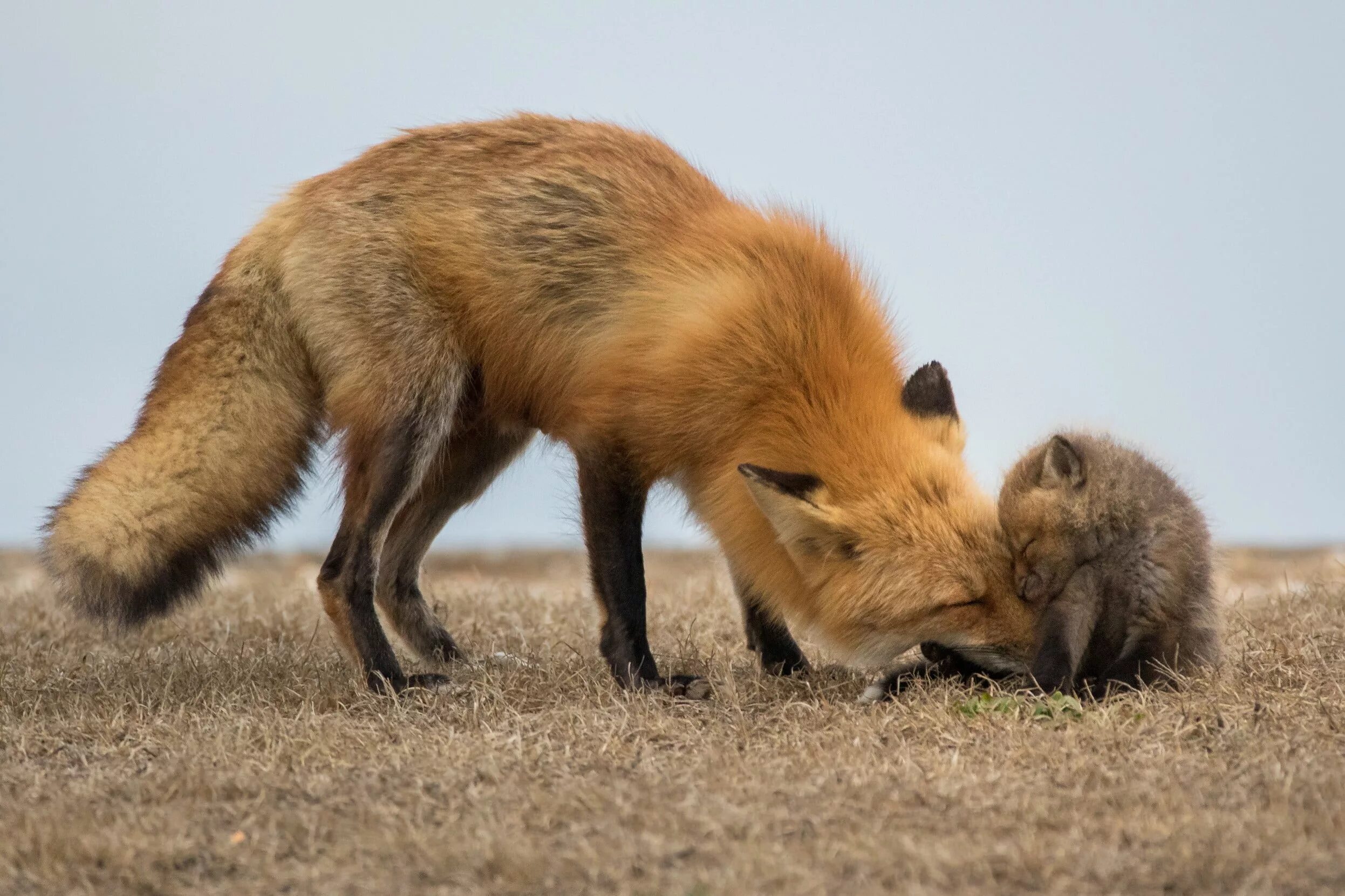 Лиса. Ежик и лиса. Лиса с лисятами. Лис и еж. P fox