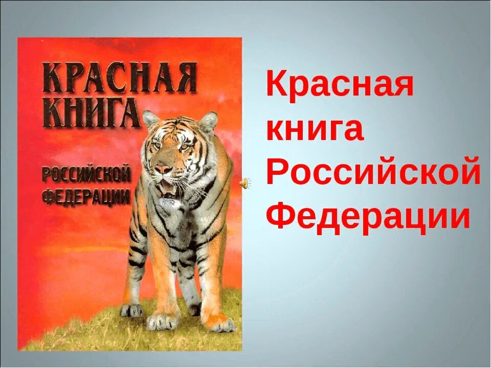 Красная книга занесенные животные российские. Животные занесенные в красную книгу. Красная книга России. Животные. Проект красная книга России. Животное красной книги России.