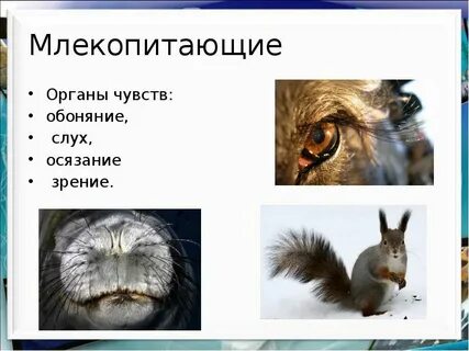 Органы чувств животных презентация