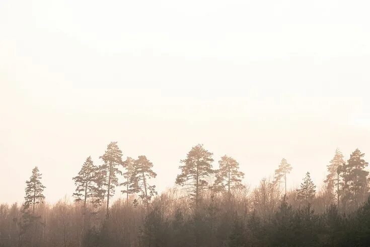 Подписи под фото лес Приложение подписывать фото: найдено 86 изображений