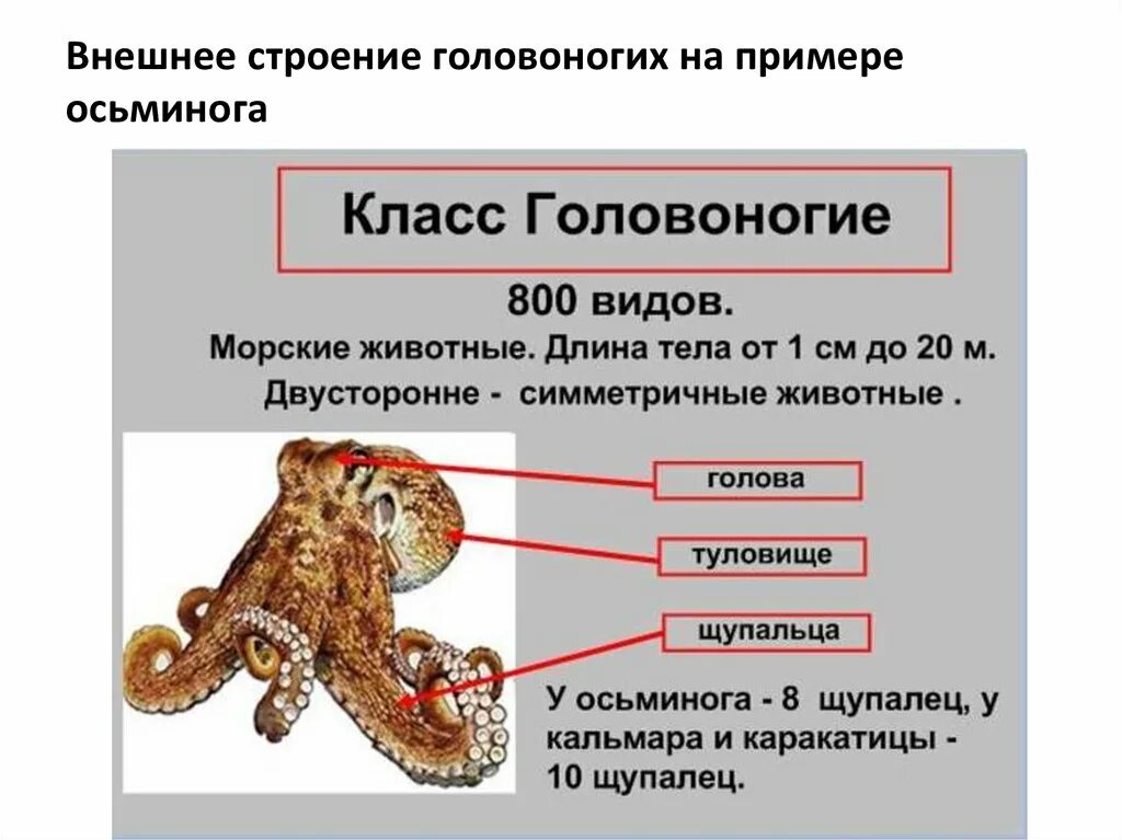 Отдел головоногие. Головоногие моллюски внешнее строение. Класс головоногие внутреннее строение. Головоногие моллюски строение 7 класс биология. Класс головоногие внешнее строение.