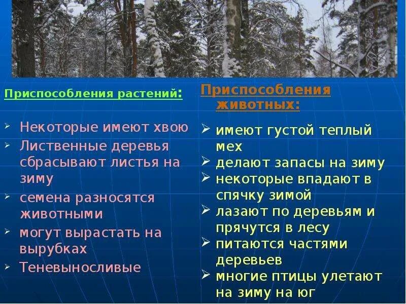 Природная зона смешанные и широколиственные леса таблица