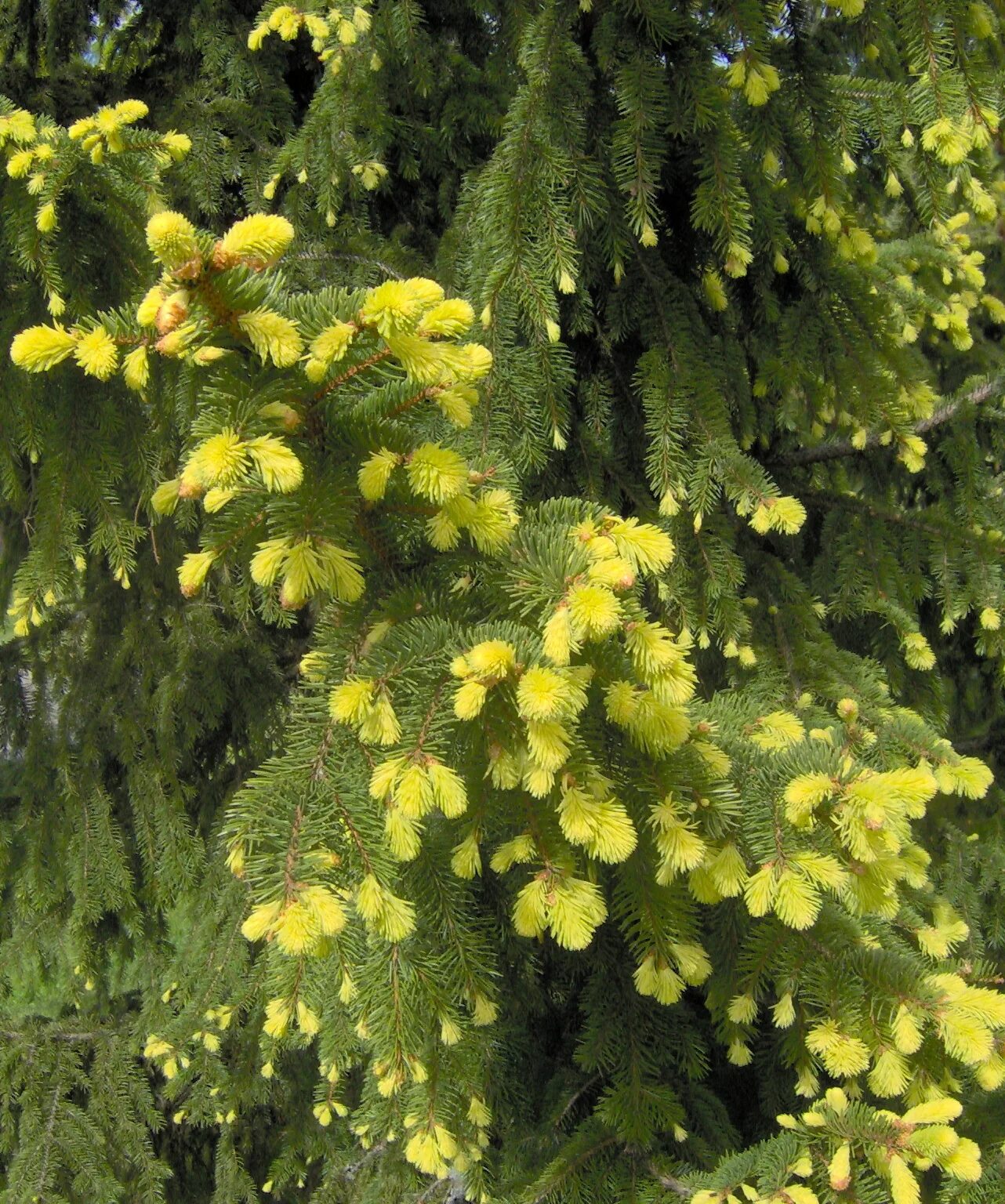 Picea aurea. Ель обыкновенная ауреа. ель обыкновенная aurea. ель абиес ауреа. ель ауреа (aurea).