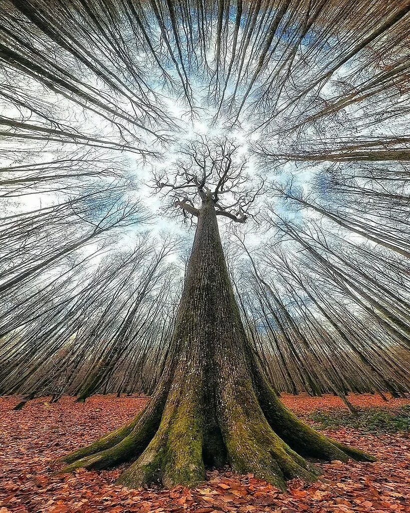 Необычные картинки. Милорн дерево. Необычные деревья. Таинственное дерево. Красивые необычные деревья.