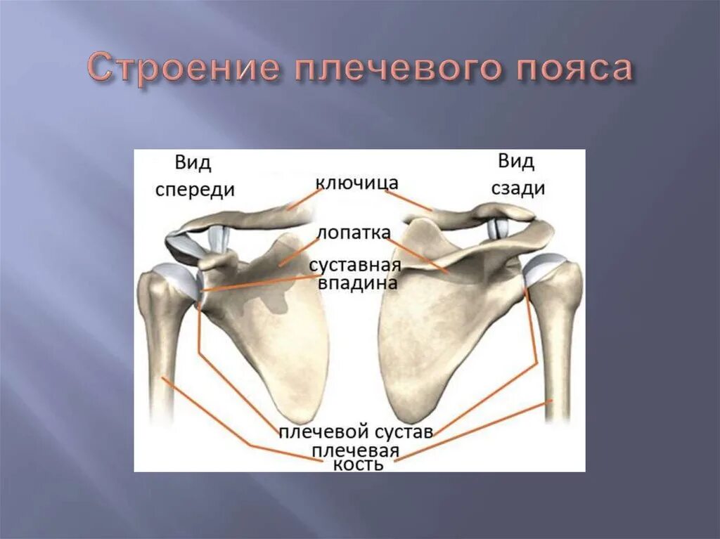 Лопатка кость человека на скелете. Строение костей плечевого пояса. Строение скелета человека плечевой пояс. Кости плечевого пояса лопатка ключица. Анатомия плечевой кости и лопатки.