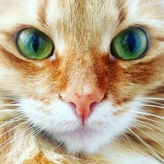 Рыжий кот с зелеными глазами