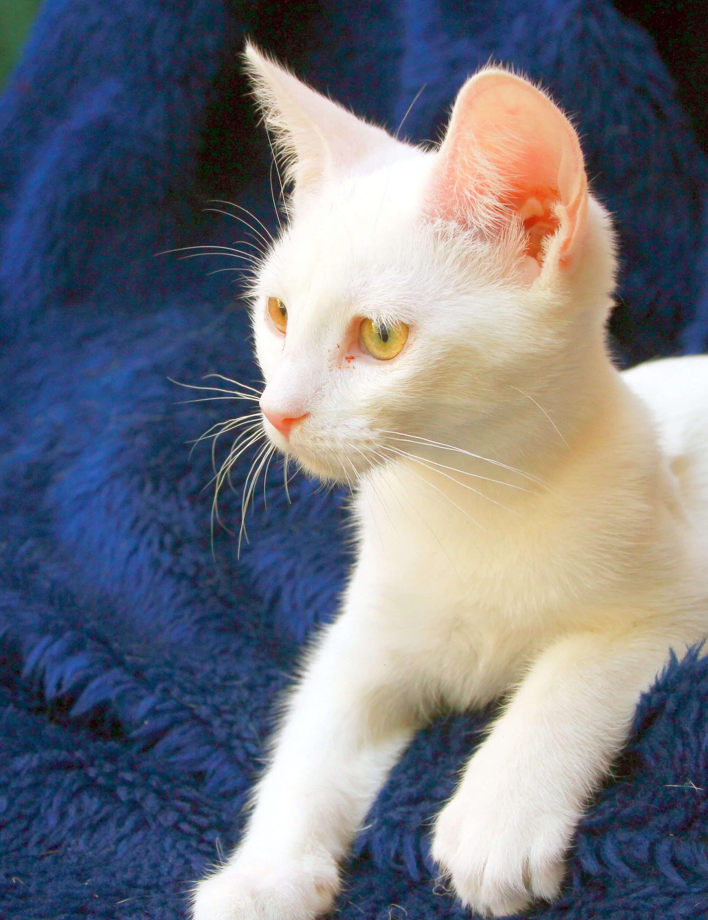Как называется белая порода кошек. Турецкая ангора кошка. Турецкая Анатолийская короткошерстная ангора. Турецкая ангора кошка короткошерстная. Турецкая гладкошерстная ангорская кошка.