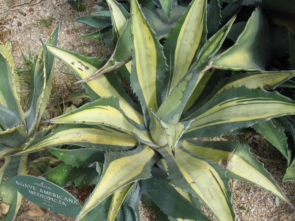 Agave Americana 'marginata'. Agave Americana Mediopicta. Agave Americana marginata с3. Агава американская (Agave Americana). Агава уход