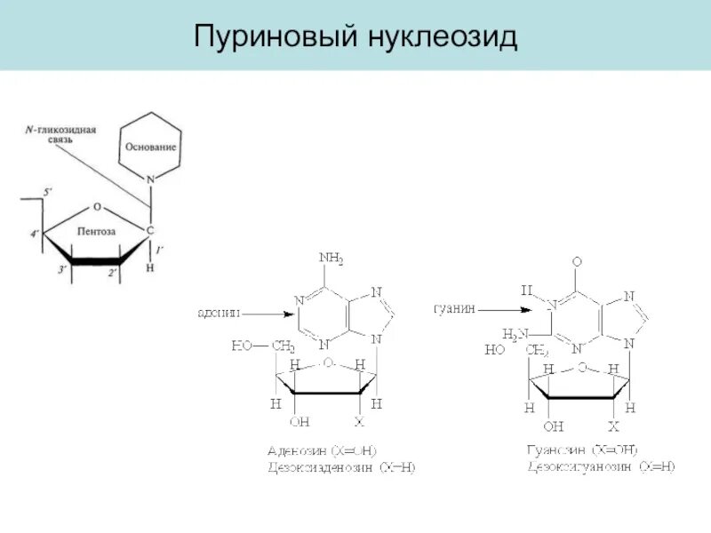 Нуклеотиды с гуанином соответствует нуклеотид с. Нуклеозид аденина. аденозин это пуриновое основание. схемы получения нуклеотидов гуанина. нуклеозид пуриновой рнк.