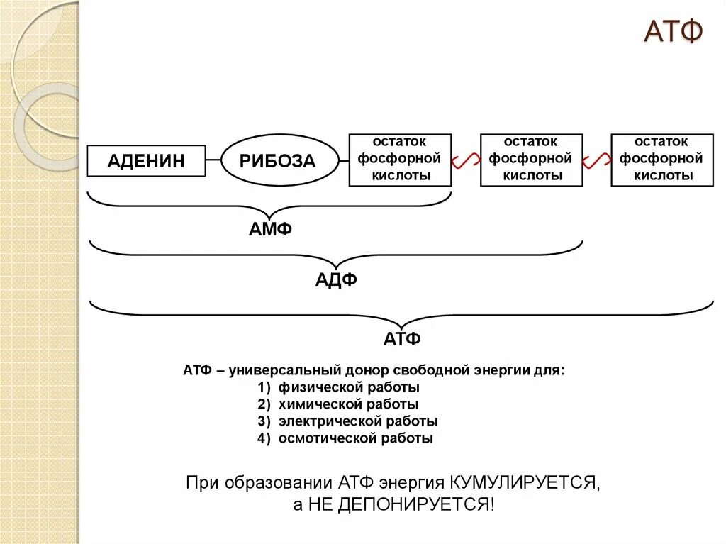 Атф запасание энергии. Остаток фосфорной кислоты АТФ. Функции АТФ биохимия. АТФ это в биологии схема.