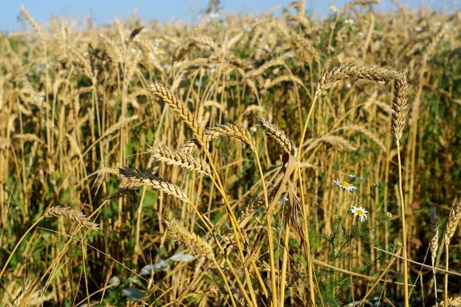 презентация на тему злаковые культуры. пшеница доклад. рожь растение семейства злаковых. ячменное поле. рожь это зерновая культура.