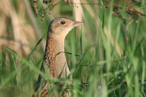 Болотно-луговая дичь. Болотная птица бекас. Болотно-луговая дичь. Болотно-луговая дичь. Болотно-луговая дичь список.