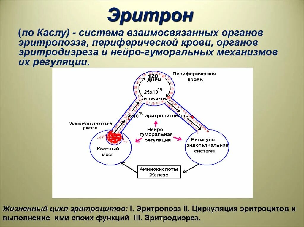 Регуляция эритропоэза. Система эритрона. Понятие о системе эритрона.. Понятие об эритроне физиология.