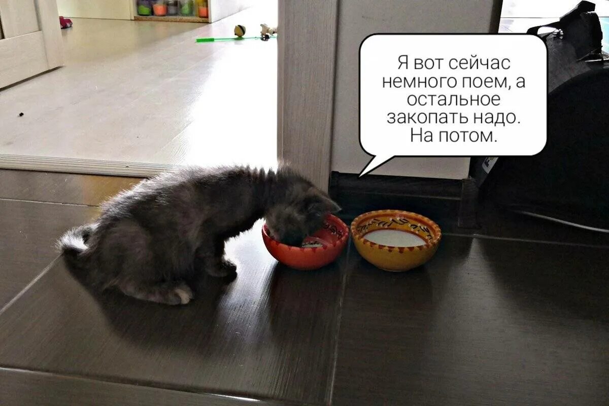 Почему кот закапывает миску. Миска для кота. кот закапывает еду. котик после обеда. кошка закапывает миску.