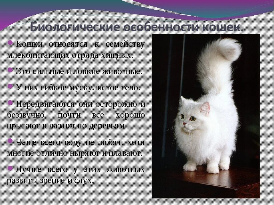 Включи кота описание. Характеристика кошки. Характеристика кошки домашней. Общая информация о породах кошек. Сообщение о кошке.