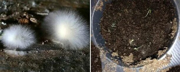 Почему появляется плесень плесень в цветах. Белая плесень в теплице. Белая плесень на земле в теплице. Фитоспорин белая плесень. Плесень на рассаде.