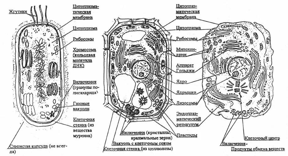 Растительная клетка рисунок схематично. Строение растительной животной и бактериальной клетки рисунок. Строение растительной животной и грибной клетки. Строение прокариотической растительной и животной клеток рисунок. Строение бактерии и растительной клетки.