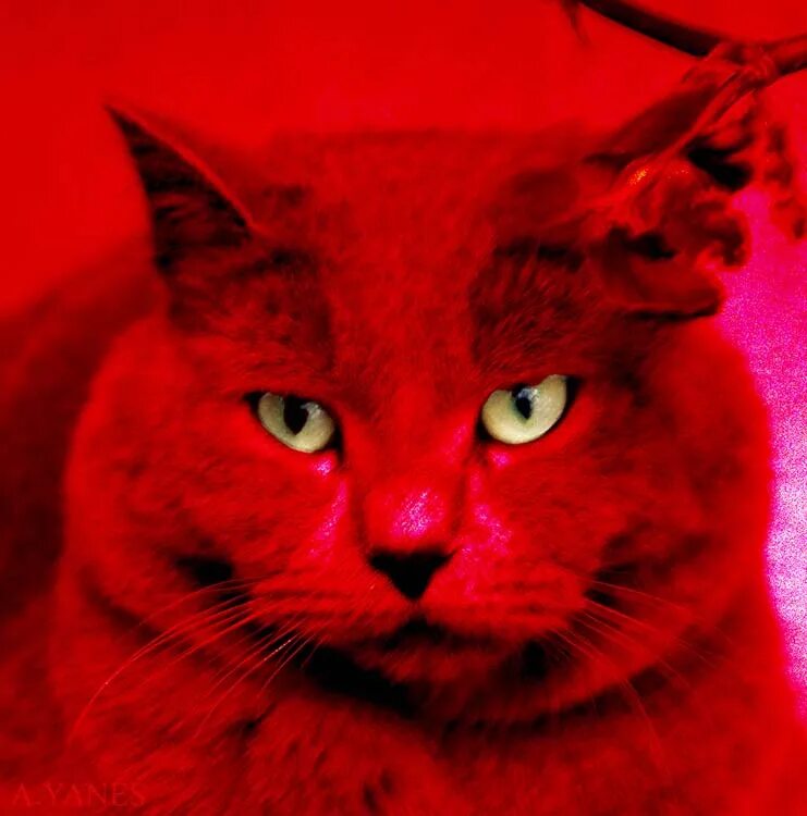 Cats me red