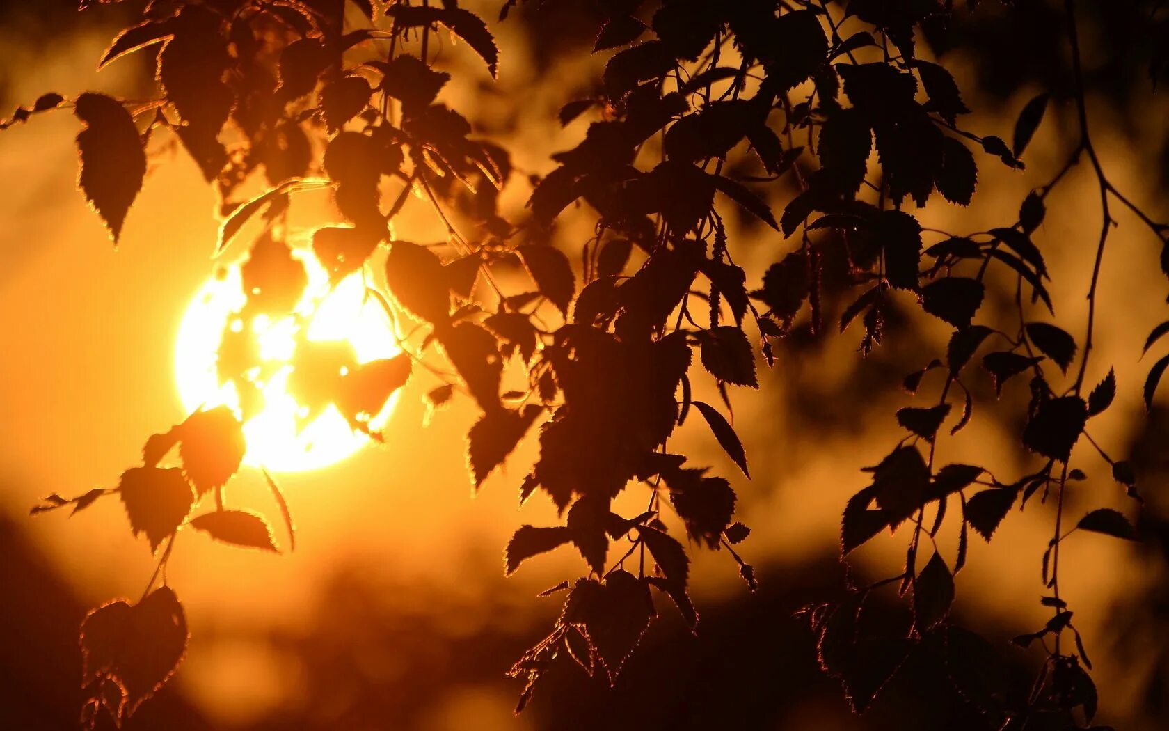 Миша сквозь листву глядит на старинный сад. Осень солнце. Осенний закат. Солнце сквозь листву. Солнце ветка фон.