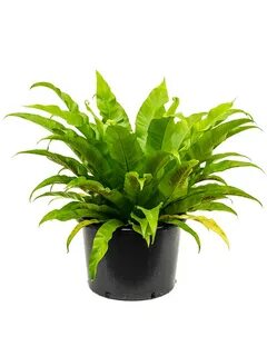 Plant z