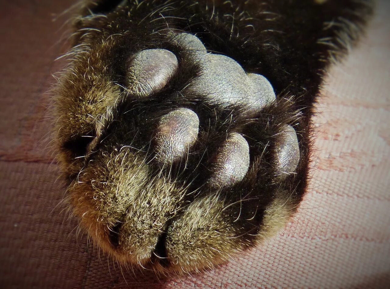 Что значит кот лапы. Кошачья лапка. кошачьи лапки подушечки. лапа кота подушечки.