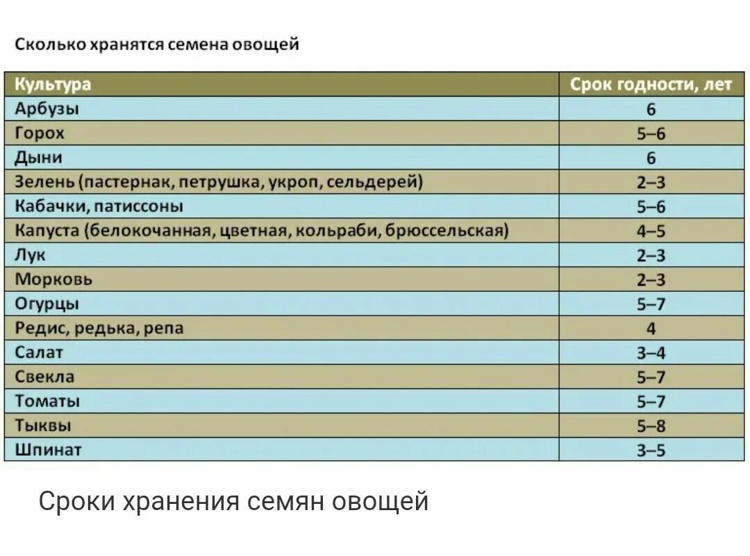 Сколько может. Срок годности семян цветов таблица. Сроки хранения семян овощных. Сроки прорастания семян овощных культур. Срок хранения семян овощей таблица.