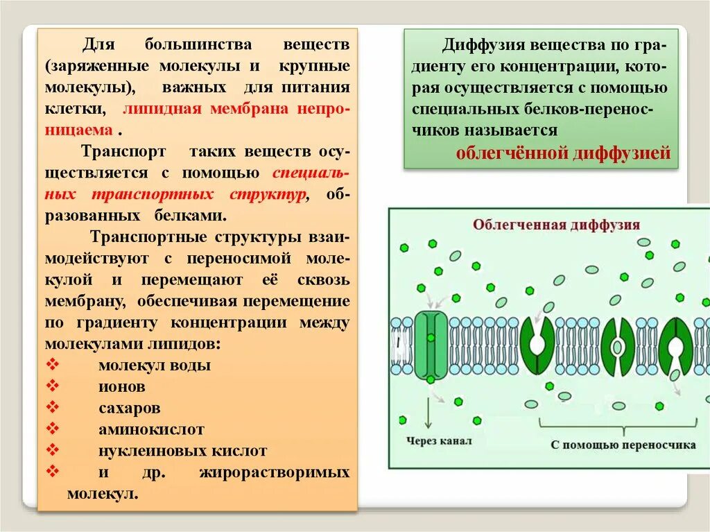 Осуществляют питание клетки. Транспорт крупных молекул через мембрану. Транспорт воды через мембрану клетки. Питание клетки. Транспорт веществ через клетку.