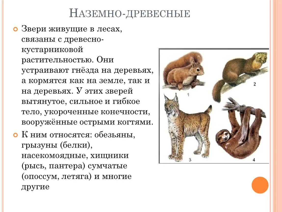 Млекопитающие делятся на группы. Экологические группы млекопитающих 7 класс биология. Экологические группы млекопитающих типично наземные млекопитающие. Экологические группы млекопитающих 8 класс. Образ жизни млекопитающих.