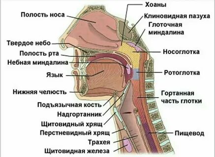 Ртом верхней головы