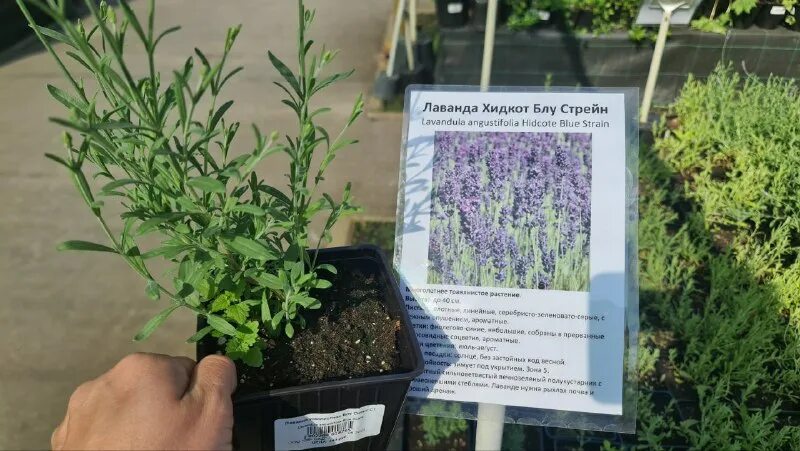 Лаванда узколистная в открытом грунте. Найдите лаванду. Лавандовое поле краснодар. Найдите лаванду. Дикорастущие лавандовые поля.