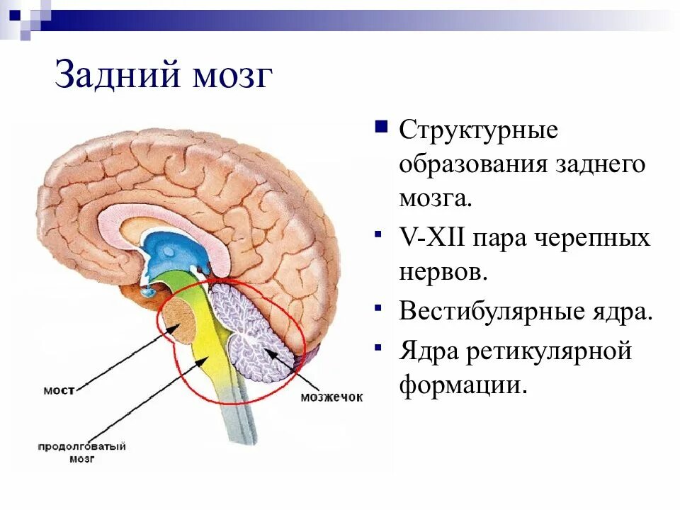 Внешнее строение заднего мозга. Задний мозг строение и функции. Строение заднего мозга кратко.