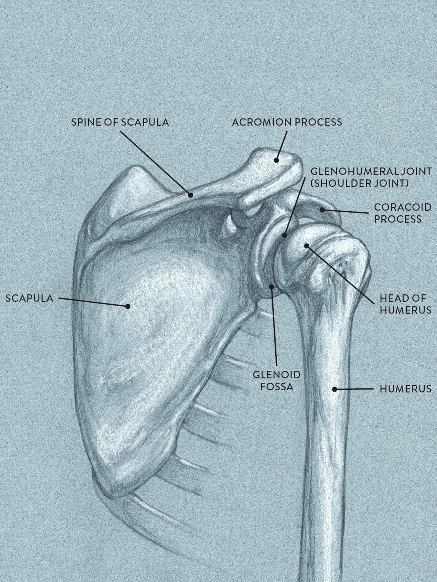Анатомия плечевого сустава. Акромион плечевого сустава. Акромион и клювовидный отросток. Акромион лопатки анатомия. Акромион лопатки и ключица.