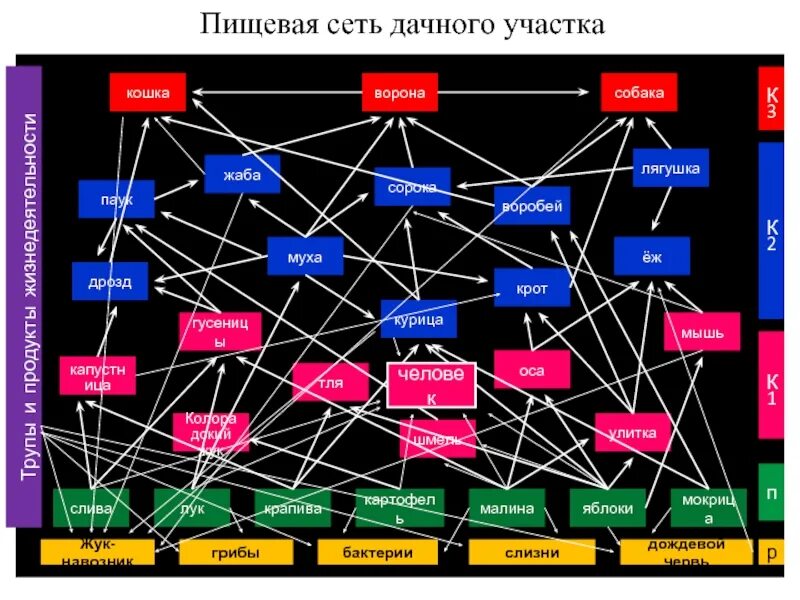 Разнообразие пищевых сетей