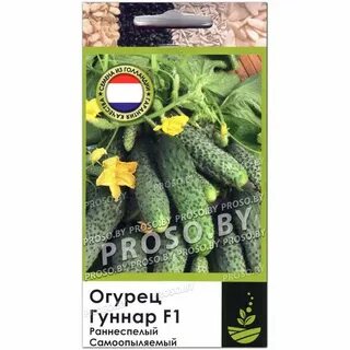 Огурец гуннар описание